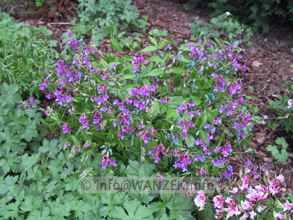 Lathyrus vernus 1.JPG